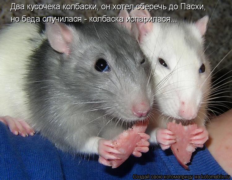 Котоматрица: Два кусочека колбаски, он хотел сберечь до Пасхи, но беда случилася - колбаска испарилася...