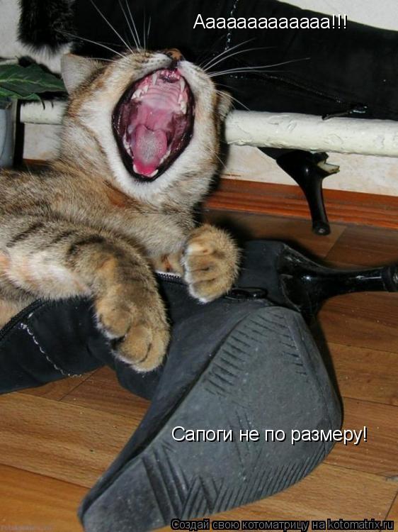 Котоматрица: Aaaaaaaaaaaaa!!! Сапоги не по размеру!