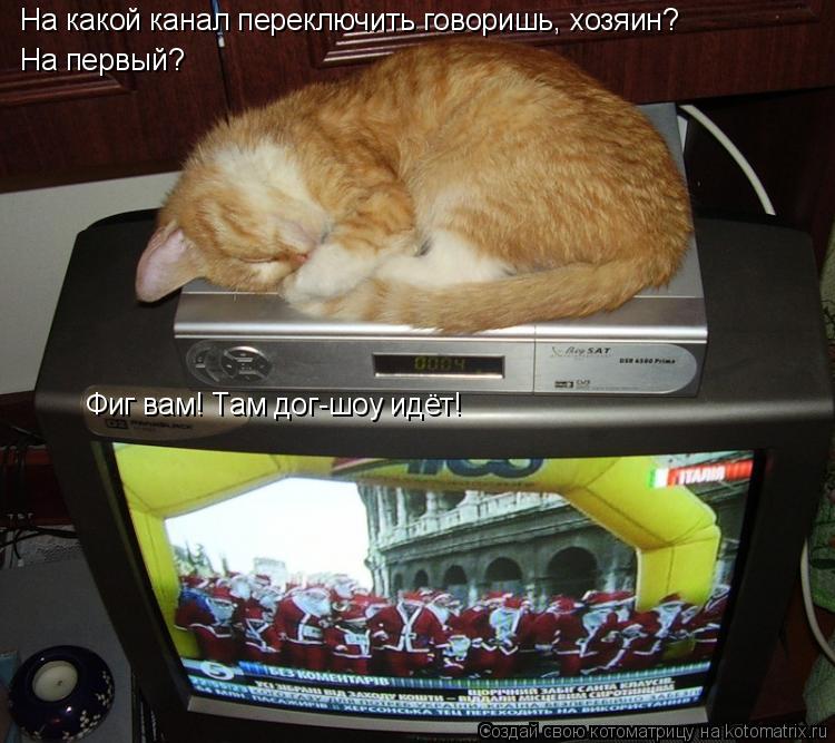 Котоматрица: На какой канал переключить говоришь, хозяин? На первый? Фиг вам! Там дог-шоу идёт!