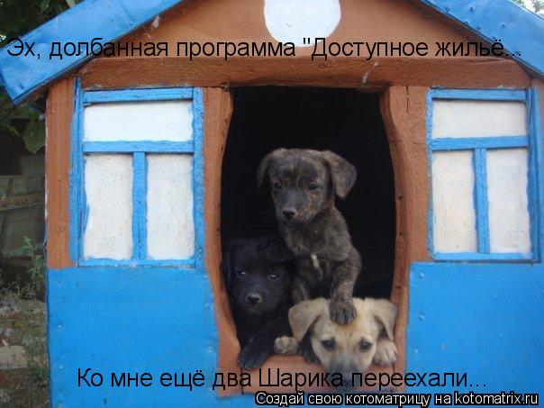 Котоматрица: Эх, долбанная программа "Доступное жильё... Ко мне ещё два Шарика переехали...