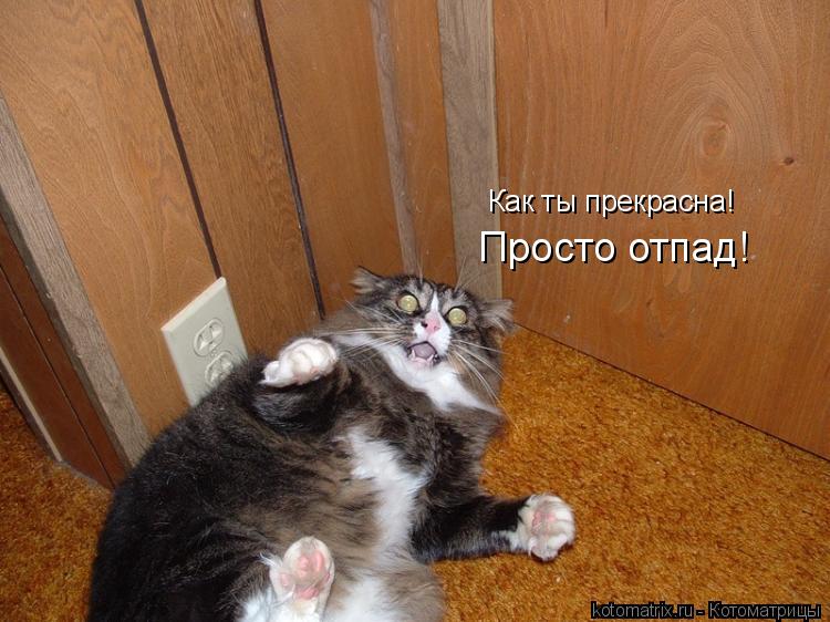Котоматрица: Как ты прекрасна! Просто отпад!