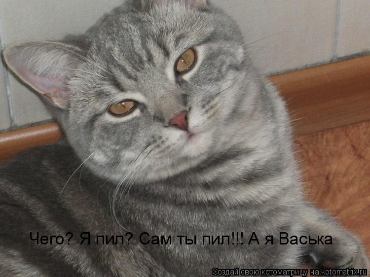Котоматрица: Чего? Я пил? Сам ты пил!!! А я Васька