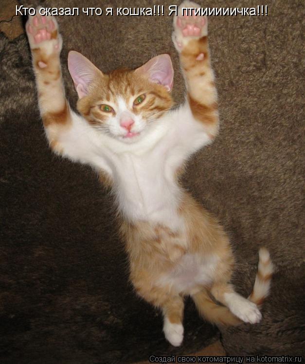 Котоматрица: Кто сказал что я кошка!!! Я птиииииичка!!!