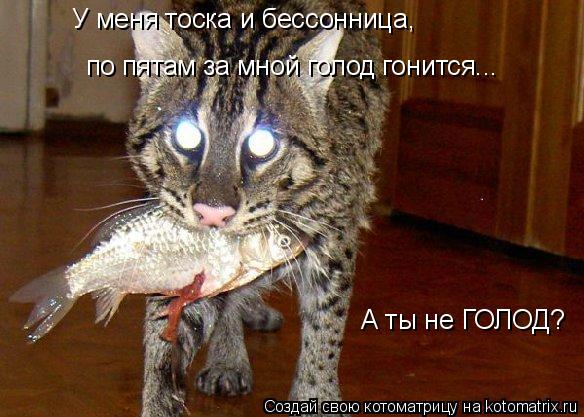 Котоматрица: У меня тоска и бессонница, по пятам за мной голод гонится... А ты не ГОЛОД?