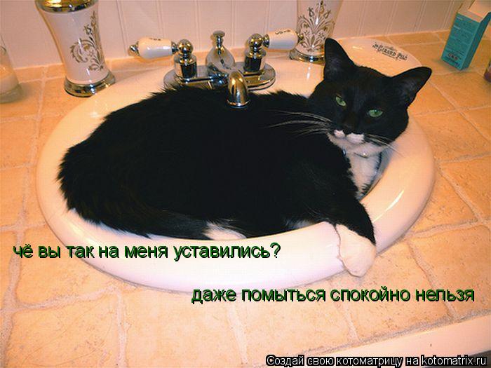Котоматрица: чё вы так на меня уставились?  даже помыться спокойно нельзя