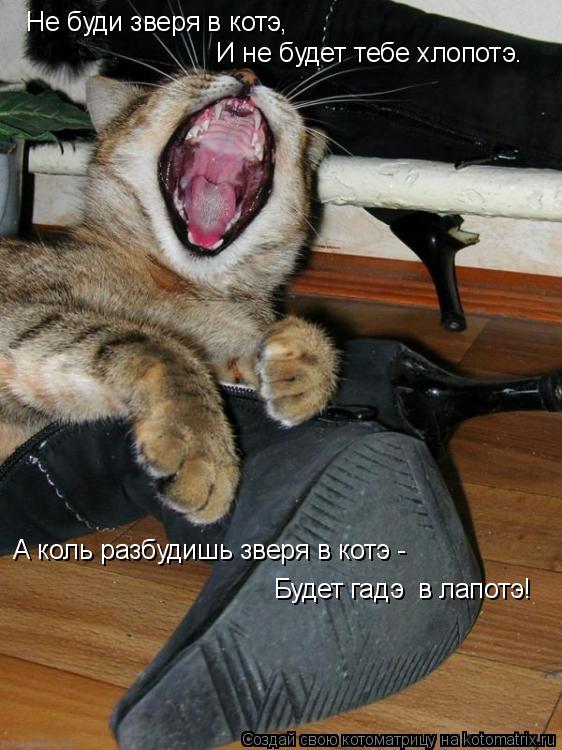 Котоматрица: Не буди зверя в котэ, И не будет тебе хлопотэ. А коль разбудишь зверя в котэ -  Будет гадэ  в лапотэ!