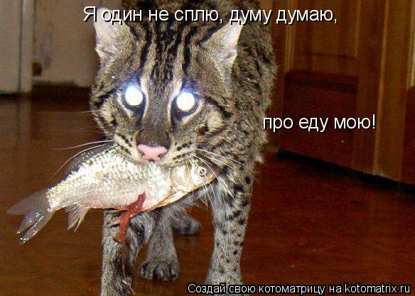Котоматрица: Я один не сплю, думу думаю, про еду мою!