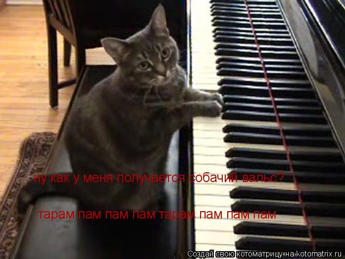 Котоматрица: ну как у меня получается собачий вальс? тарам пам пам пам тарам пам пам пам