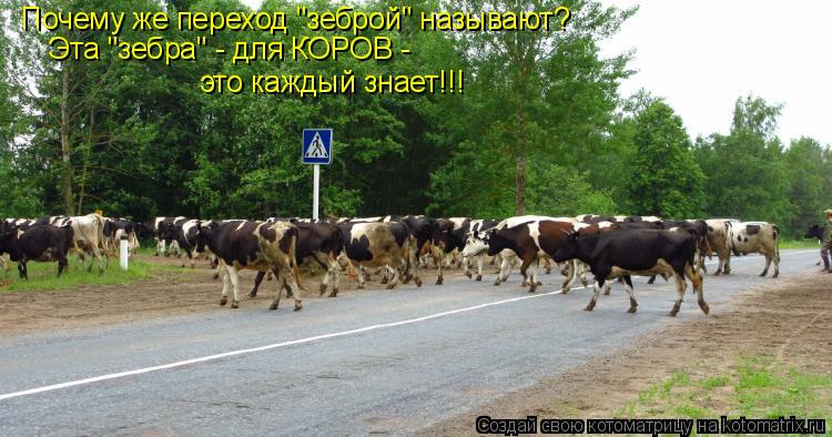 Котоматрица: Почему же переход "зеброй" называют? Эта "зебра" - для КОРОВ -  это каждый знает!!!