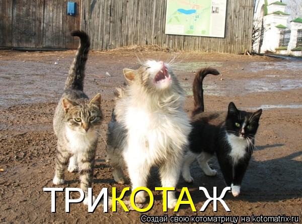 Котоматрица: ТРИ КОТА Ж