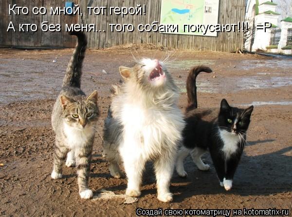 Кто со мной, тот герой! А кто без меня... того собаки покусают!!! =Р... Котоматрица: Кто со мной, тот герой! А кто без меня... того собаки покусают!!! =Р