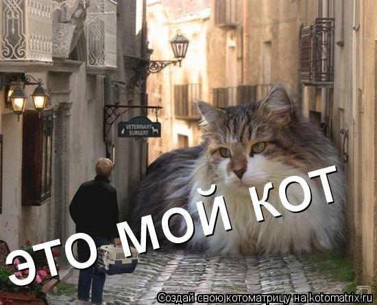 Котоматрица: это мой кот