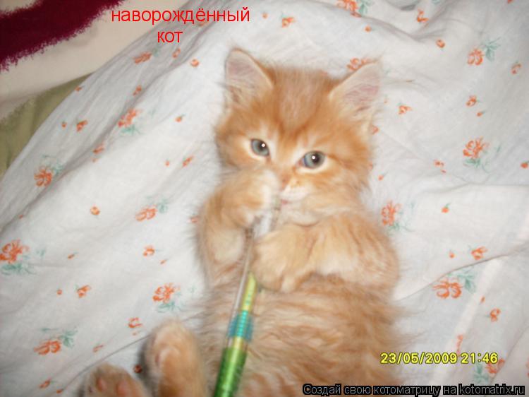 Котоматрица: наворождённый кот