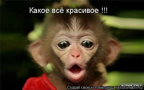 Котоматрица: Какое всё красивое !!!