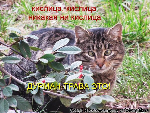 Котоматрица: кислица, кислица никакая ни кислица ДУРМАН-ТРАВА ЭТО!