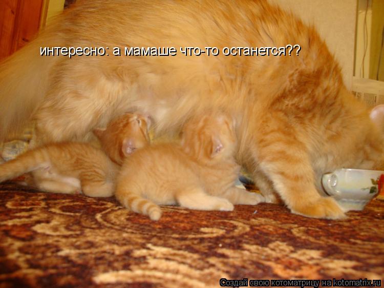 Котоматрица: интересно: а мамаше что-то останется??
