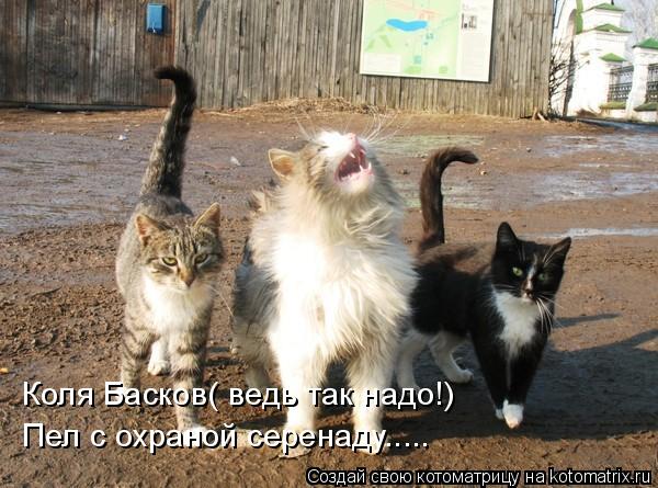 Котоматрица: Коля Басков( ведь так надо!) Пел с охраной серенаду.....