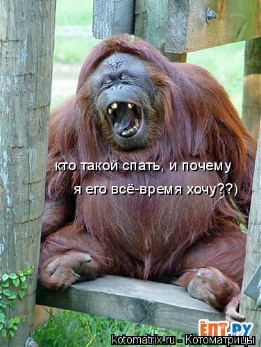 Котоматрица: кто такой спать, и почему я его всё-время хочу??)