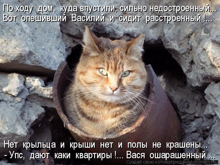 Вот опешивший Василий и сидит расстроенный !... По ходу дом, куда впустили, сильно недостроенн... Котоматрица: Вот опешивший Василий и сидит расстроенный !... По ходу дом, куда впустили, сильно недостроенный... Нет крыльца и крыши нет и полы не к