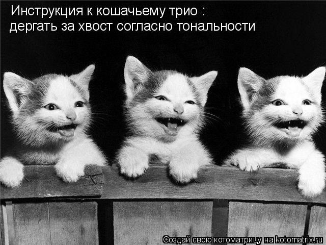 Инструкция к кошачьему трио : дергать за хвост согласно тональности... Котоматрица: Инструкция к кошачьему трио : дергать за хвост согласно тональности