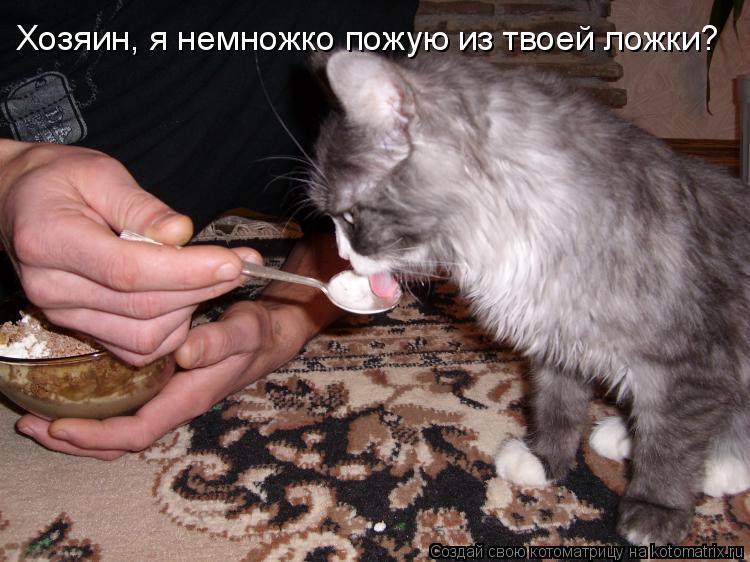 Котоматрица: Хозяин, я немножко пожую из твоей ложки?