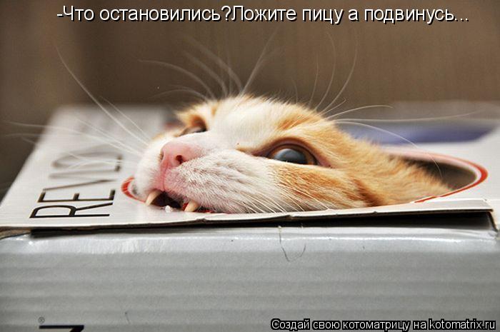 Котоматрица: -Что остановились?Ложите пицу а подвинусь...