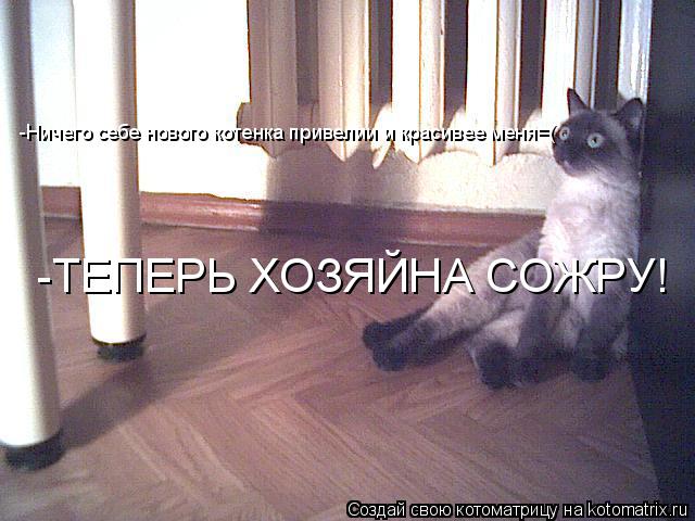 Котоматрица: -Ничего себе нового котенка привелии и красивее меня=( -ТЕПЕРЬ ХОЗЯЙНА СОЖРУ!