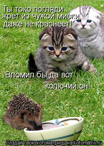 Котоматрица: Ты токо погляди: жрет из чужой миски, Вломил бы да вот колючий он! даже не краснеет!