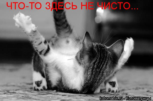 Котоматрица: ЧТО-ТО ЗДЕСЬ НЕ ЧИСТО...