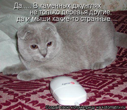 Котоматрица: Да..... В каменных джунглях не только деревья другие, да и мыши какие-то странные....