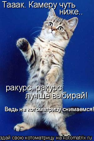 Котоматрица: Тааак. Камеру чуть ниже.. ракурс, ракурс лучше выбирай! Ведь на котоматрицу снимаемся!