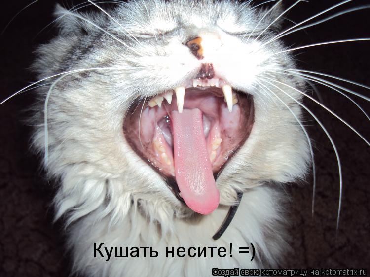 Котоматрица: Кушать несите! =)