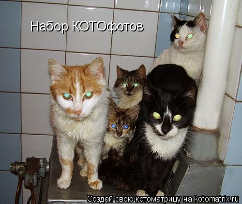 Котоматрица: Набор КОТОфотов
