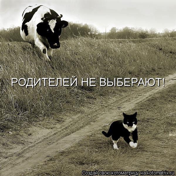Котоматрица: РОДИТЕЛЕЙ НЕ ВЫБЕРАЮТ!