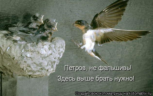 Петров, не фальшивь! Здесь выше брать нужно!... Котоматрица: Петров, не фальшивь! Здесь выше брать нужно!