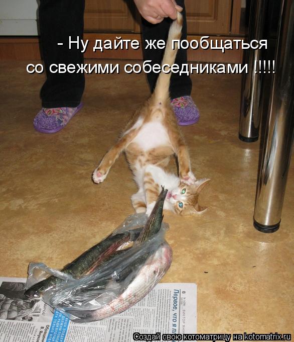Котоматрица: - Ну дайте же пообщаться  со свежими собеседниками !!!!!