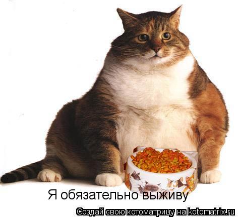 Котоматрица: Я обязательно выживу