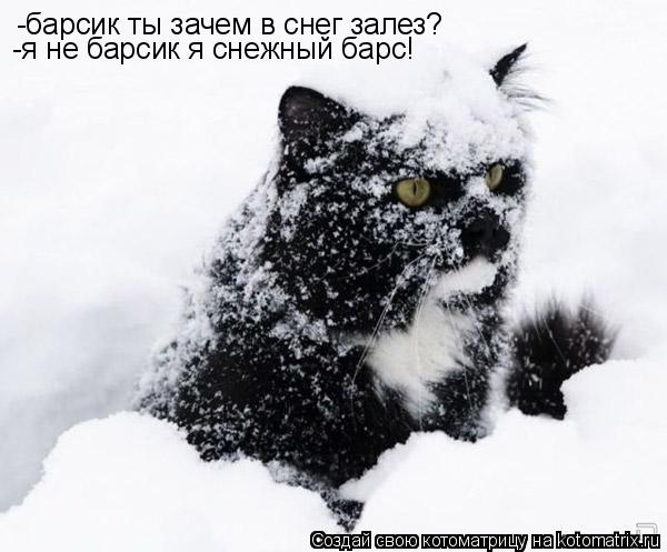 Котоматрица: -барсик ты зачем в снег залез? -я не барсик я снежный барс!