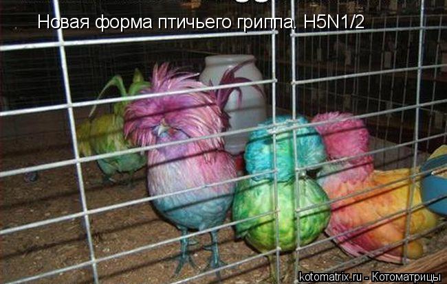 Котоматрица: Новая форма птичьего гриппа. H5N1/2