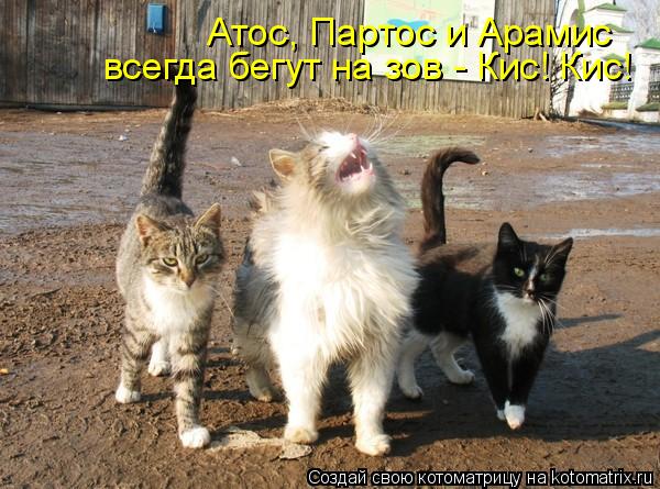 Котоматрица: Атос, Партос и Арамис всегда бегут на зов - Кис! Кис!