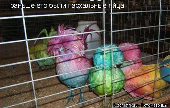 Котоматрица: раньше ето были пасхальные яйца