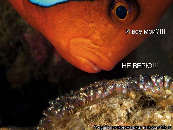 Котоматрица: И все мои?!!! НЕ ВЕРЮ!!!