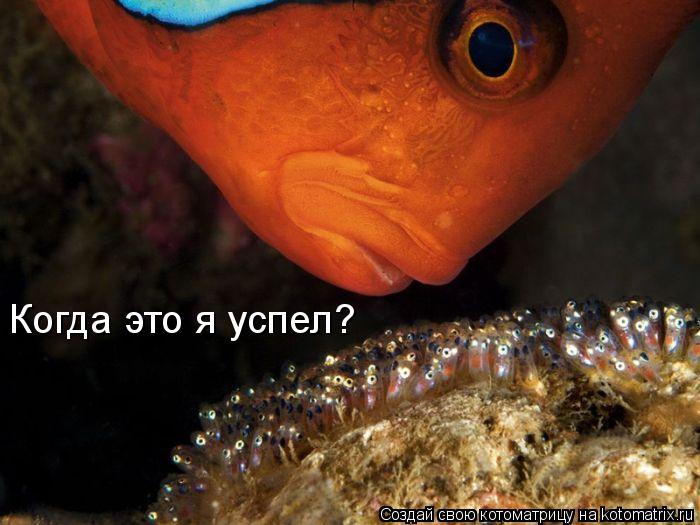 Котоматрица: Когда это я успел?