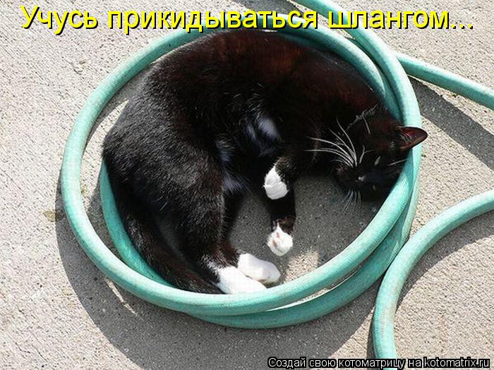 Учусь прикидываться шлангом...... Котоматрица: Учусь прикидываться шлангом...