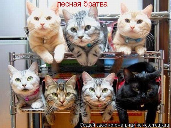 Котоматрица: лесная братва