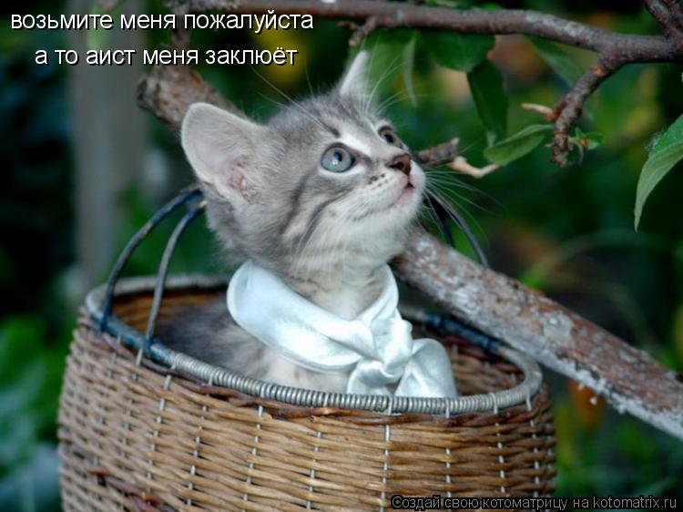 Котоматрица: возьмите меня пожалуйста  а то аист меня заклюёт