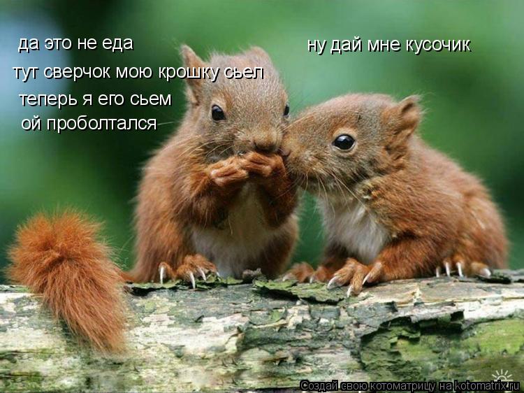 Котоматрица: ну дай мне кусочик да это не еда  тут сверчок мою крошку сьел   теперь я его сьем ой проболтался