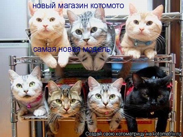 Котоматрица: новый магазин котомото самая новая модель