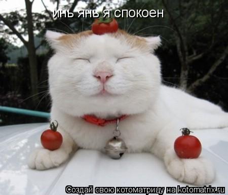 Котоматрица: инь янь я спокоен