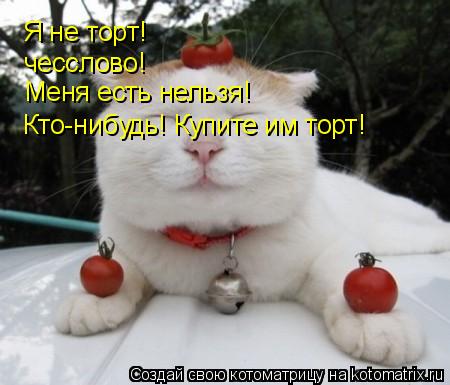 Котоматрица: Я не торт! чесслово! Меня есть нельзя! Кто-нибудь! Купите им торт!